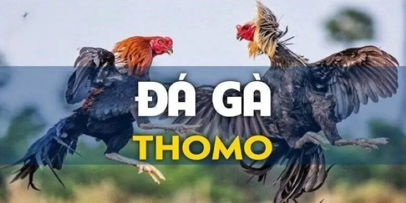Giới thiệu về đá gà trực tiếp C4