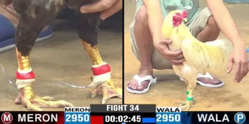Bí kíp soi kèo đá gà trực tuyến bất bại