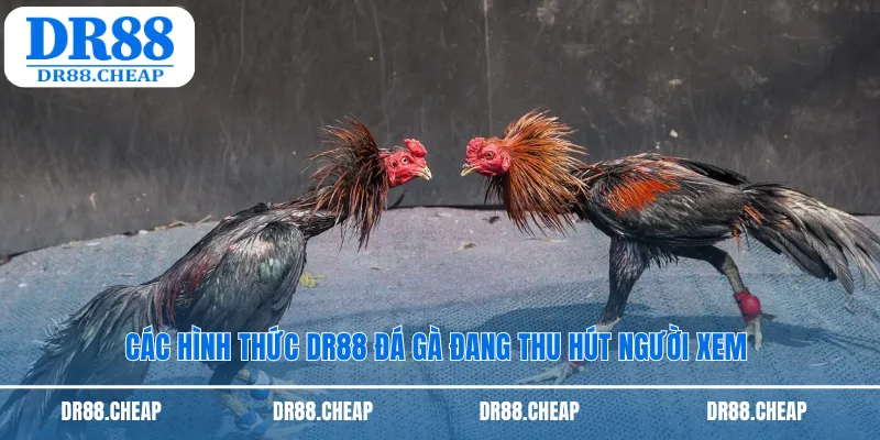 Các hình thức dr88 đá gà đang thu hút người xem