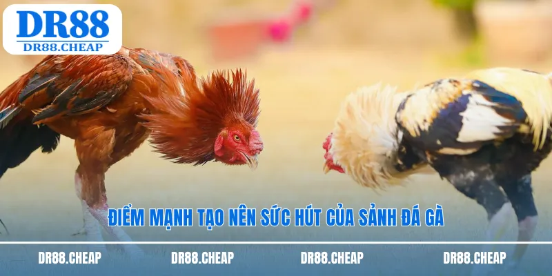 Điểm mạnh tạo nên sức hút của sảnh đá gà