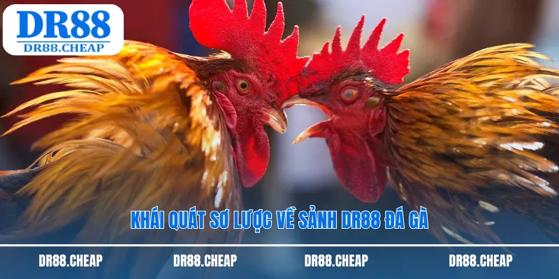 Khái quát sơ lược về sảnh dr88 đá gà