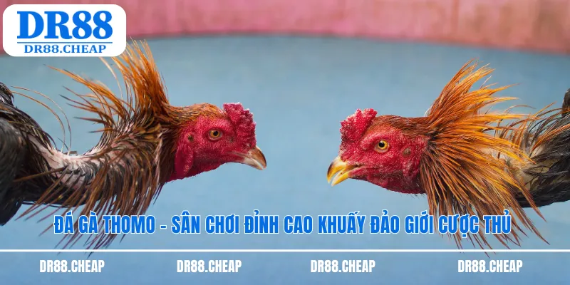 Đá gà Thomo Dr88