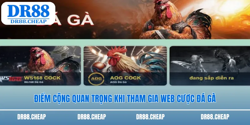 Điểm cộng quan trọng khi tham gia web cược đá gà