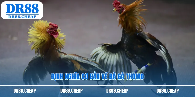 Định nghĩa cơ bản về đá gà Thomo