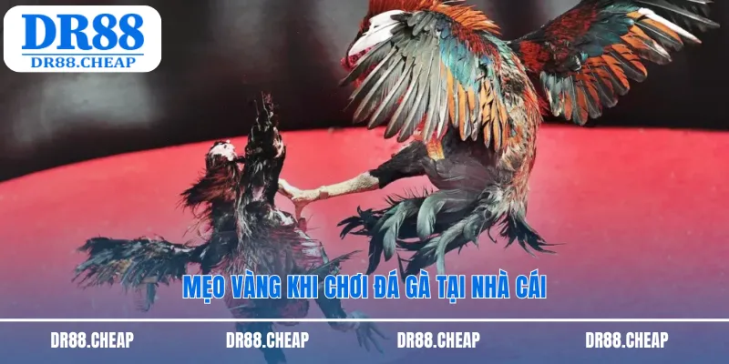 Mẹo vàng khi chơi đá gà tại nhà cái
