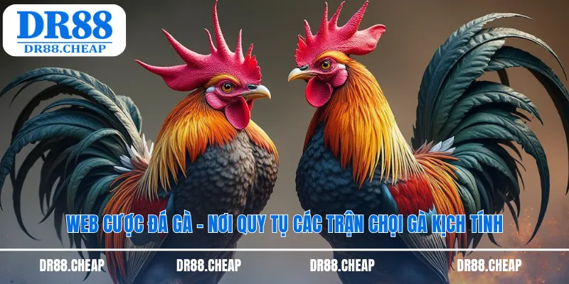Web cược đá gà Dr88